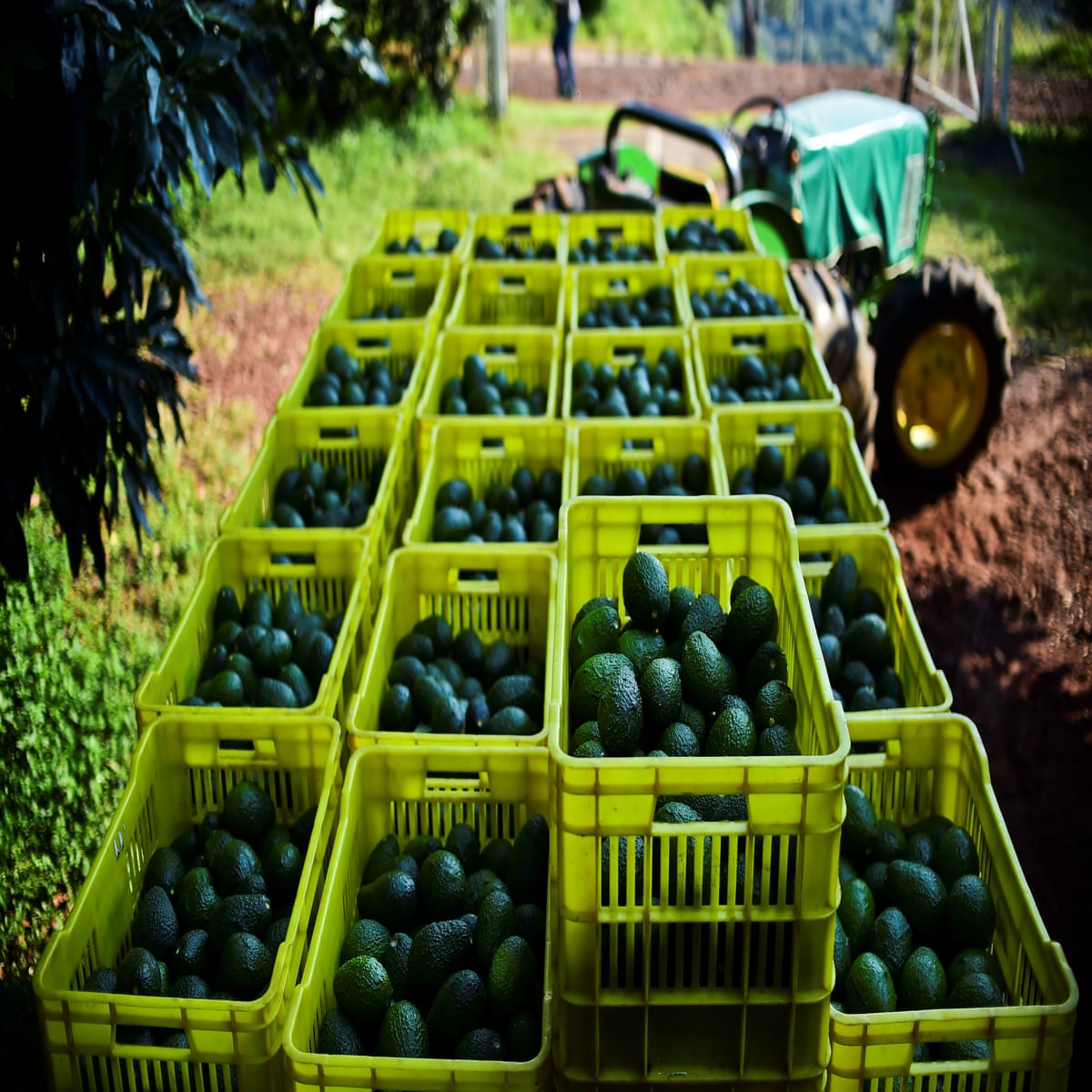 Mexico border shutdown may cause US to run out of avocados in 3 weeks ile ilgili görsel sonucu