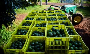 Avocados during harvest at an orchard in Mexico, where nearly half of all imported US vegetables and 40% of imported fruit are grown. 4928.jpg?width=300&quality=85&auto=forma