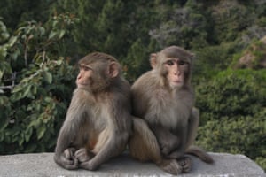 Monkeys sit on a roadside in Rajouri, Jammu and Kashmir, India