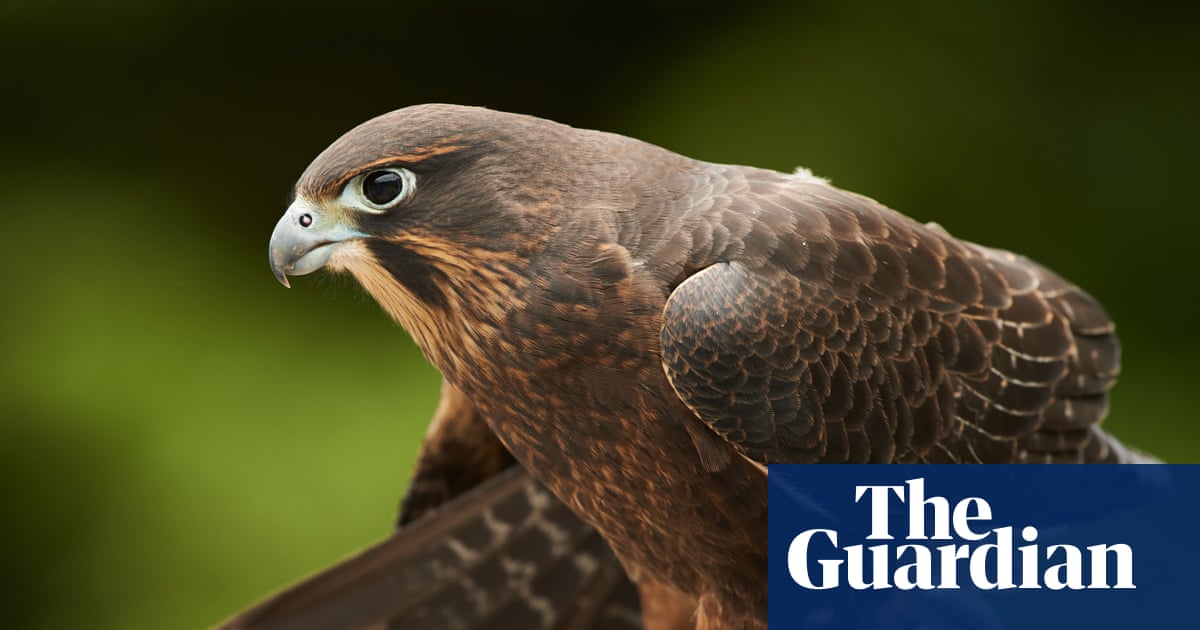 New Zealanders warned to steer clear of ‘bird of the year’ after dive-bomb attacks