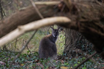The wallaby under a tree