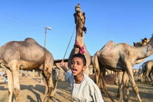 A child stands next to camels