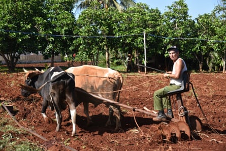 Man and beasts prepare soil for planting at the Alamar organic farm in Havana. Cuban agriculture was highly mechanised during the alliance with the Soviet Union.