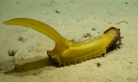 The gummy squirrel at 5,100 metres depth in the western CCZ. This animal is about 60 cm long (including tail), with red feeding palps (or ‘lips’) visibly extended from its anterior end.