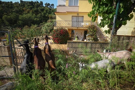 A heard of goats guided by nomadic shepherds graze around urban areas to create natural firebreaks near Santa Susana in Catalonia