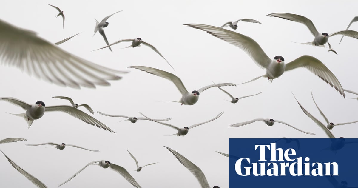 One in nine migratory birds threatened with extinction, global report says