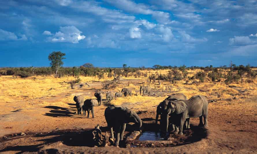 A family group of elephants in Hwange national park in Zimbabwe. All African megafauna are facing rapid decline.