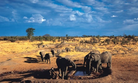 Elephants gather at Big Toms waterhole in Hwange national park, Zimbabwe