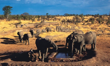 A family group of elephants gathering to drink at a waterhole
