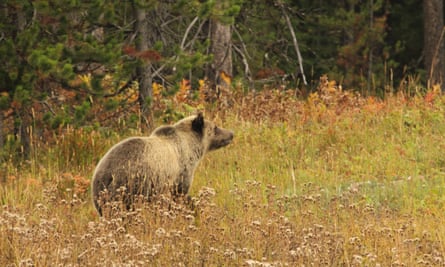 A grizzly bear in Bridger-Teton national forest