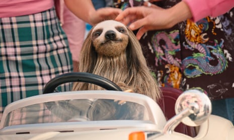 Alpha the sloth in Slotherhouse.