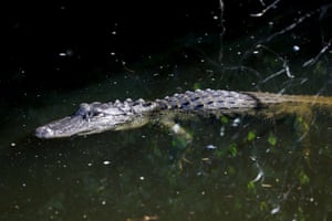 An alligator swims in water, as preparation is underway at the entrance road of a temporary migrant detention center, informally known as “Alligator Alcatraz”, on the day of US President Donald Trump’s visit, in Ochopee, Florida, US
