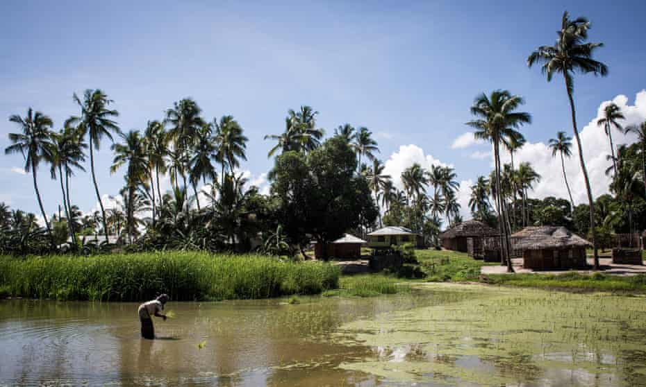 A woman works in a rice paddy in Palma, Mozambique