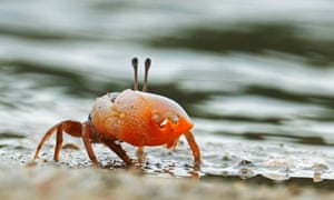 Um caranguejo violinista procura comida em Pulau Hantu, em Cingapura