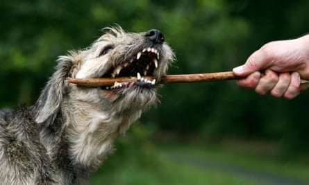 A dog biting a stick, showing its shearing carnassial teeth.