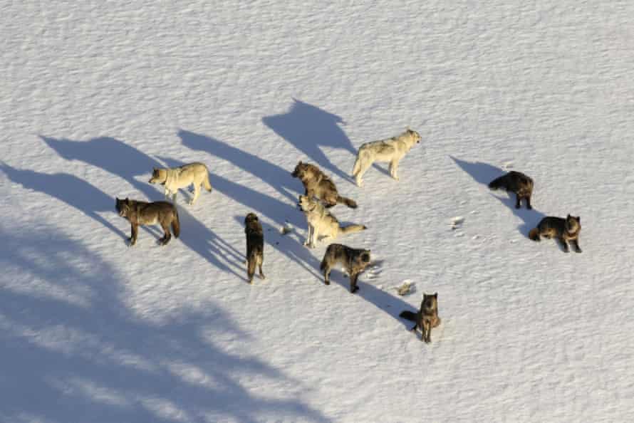 The Junction Butte wolf pack in Yellowstone