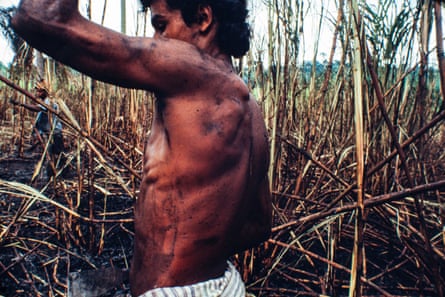 A bare-chested man cutting tall sugarcane