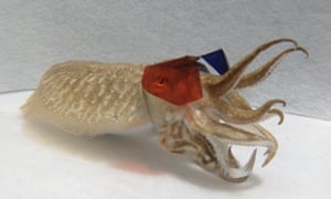 A cuttlefish wearing 3D glasses