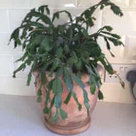 Christmas Cactus