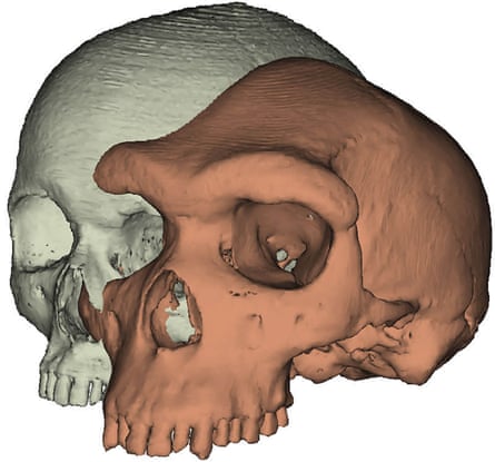 A computer generated model of a modern skull next to the heavy-browed skull of ancient hominin Kabwe 1.