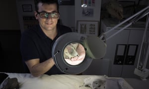 Monash paleontologist James Rule deals with monk seal fossils.