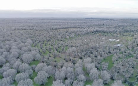 An aerial photograph showing the damage by Xylella fastidiosa in Puglia – the grey trees are all dead.