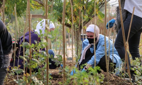 Two women in hijabs kneeling down amid stakes for young plants