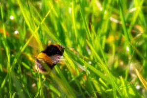 A bumble bee