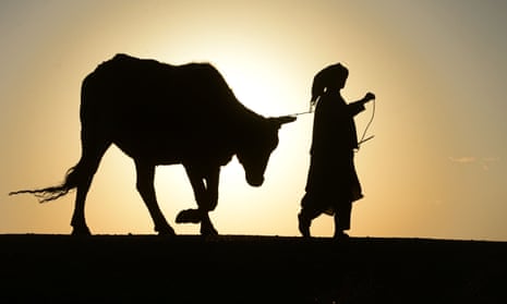 An Afghan man walks with his cow during sunset in Herat