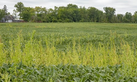 A herbicide-resistant weed grows in a field of soya beans in Three Oaks, Michigan.