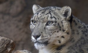 Sponsor a snow leopard.