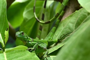 Uma iguana verde recém-nascida descansa na folhagem em um terrário no Chennai Snake Park em Chennai, Índia