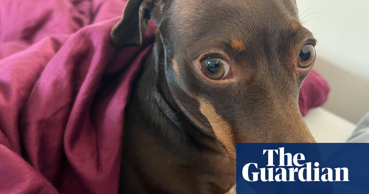 Winners, resigners, guest dogs and royal losers  take the Thursday quiz