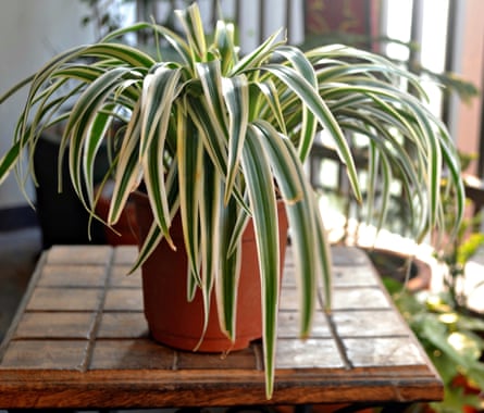 Spider plant on a wooden table