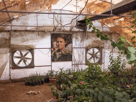Plants inside a greenhouse with a photograph of a woman on the wall.