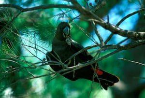 Glossy black-cockatoo