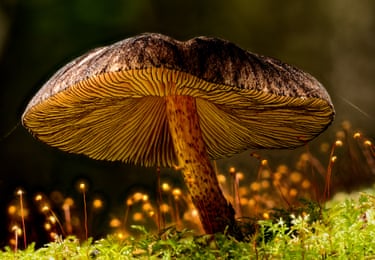 Large brown mushroom