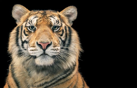 Bengal tiger, Panthera tigris. IUCN Red List status: endangered