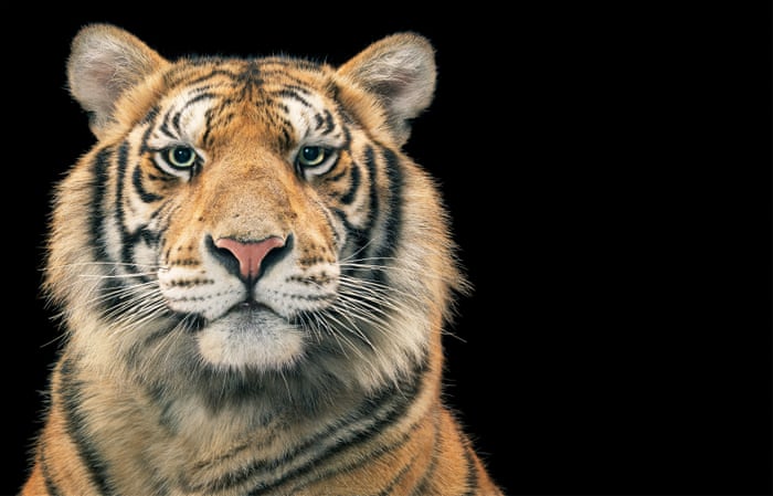 Tim Flach S Endangered Species In Pictures Environment The Guardian