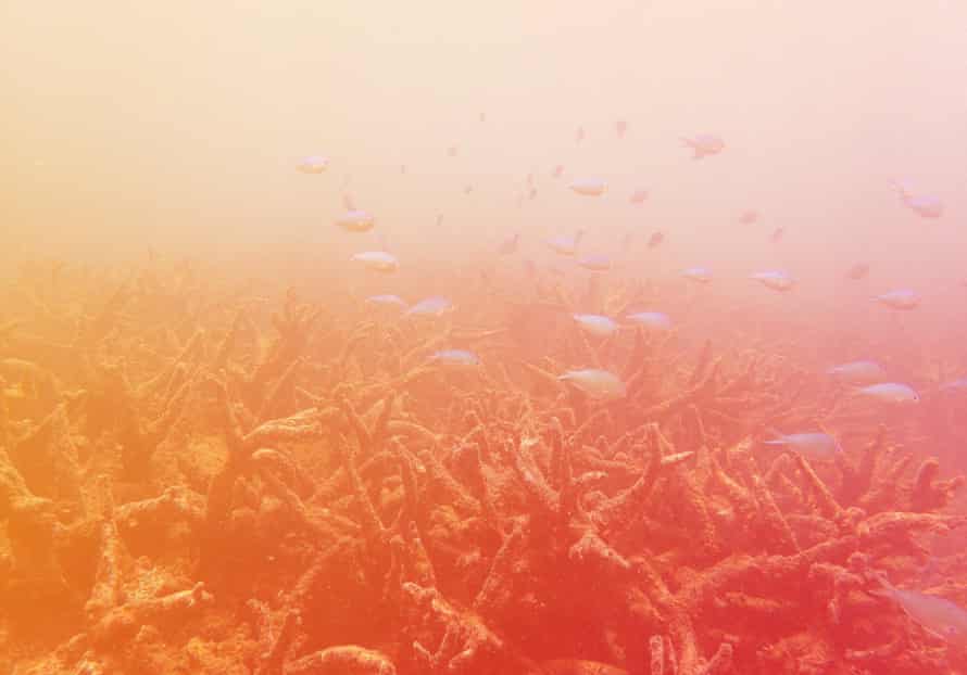 Staghorn corals killed by bleaching on the Great Barrier Reef, Queensland, Australia.
