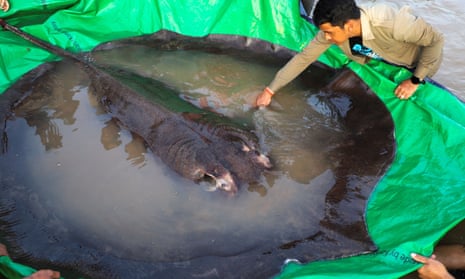 Man reaches to touch giant stingray which is held in a water-filled tarpaulin sheet.