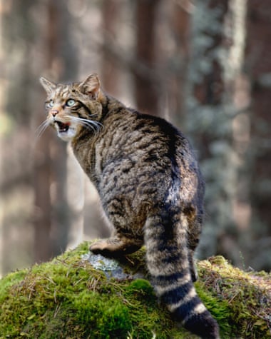 A European wildcat in Glen Feshie in the Scottish Highlands.