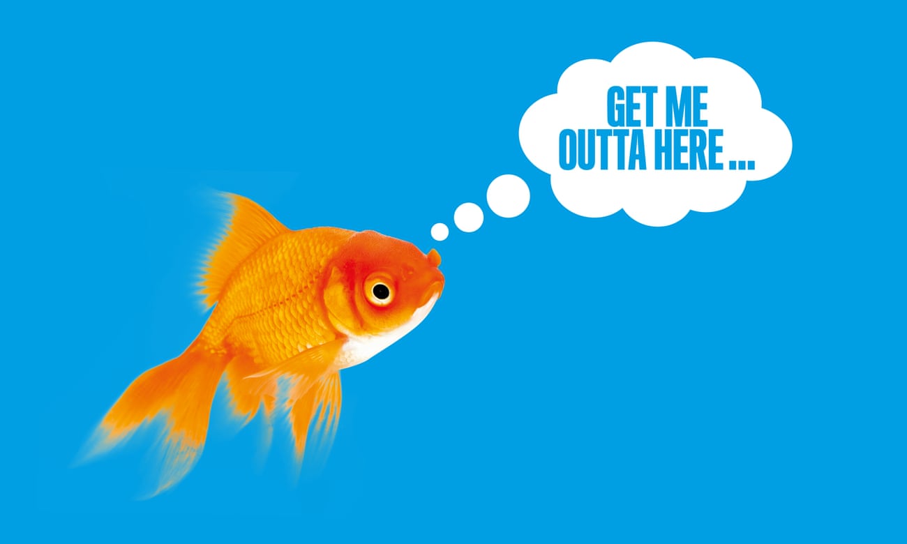 Pet problems feature goldfish with “get me outta here” speech bubble