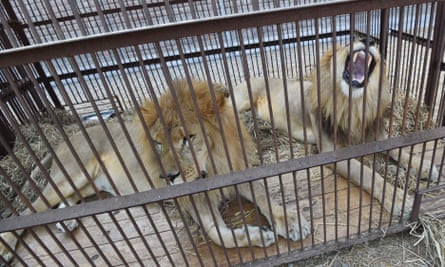 Some of the lions pictured in Lima, before their airlift.