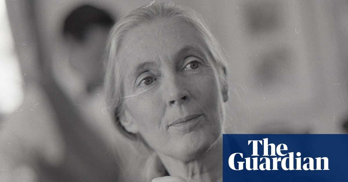Jane Goodall's grasp of chimpanzees and alpha males' | Brief letters