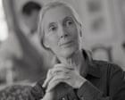 Jane Goodall e il suo impatto duraturo sulla comprensione dei chimpanzé e sulla società umana