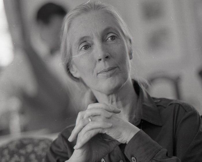 Jane Goodall’s grasp of chimpanzees and ‘alpha males’ | Brief letters