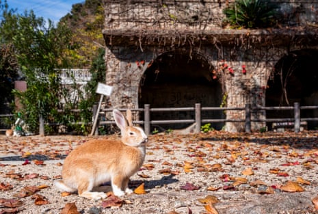 An orange-brown rabbit sits on a leaf-strewn gravel square in front of an old stone structure with arches, overgrown with hanging plants. The rabbit is a similar colour to the leaves.