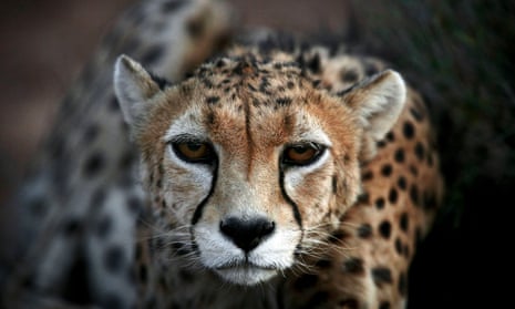 A male Asiatic cheetah in captivity