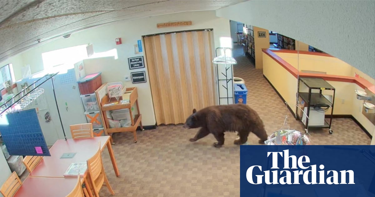 Curious black bear wanders around California library – video